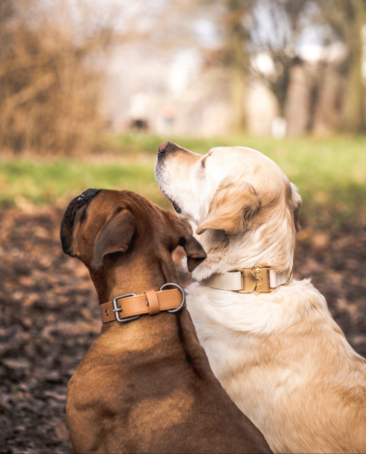 zwei hunde mit hundehalsband