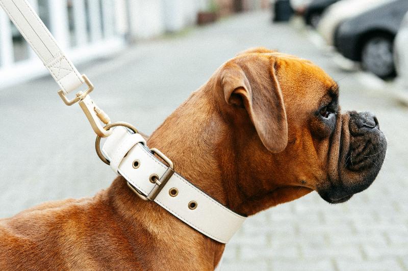 hund boxer mit hundehalsband und leine aus veganem leder