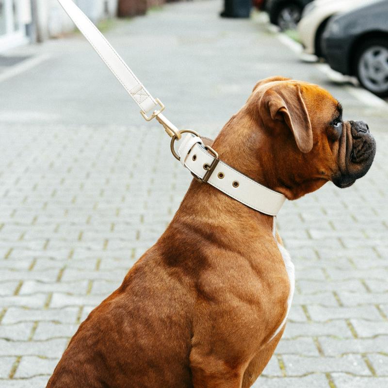 großer hund mit veganem hundehalsband leinen set